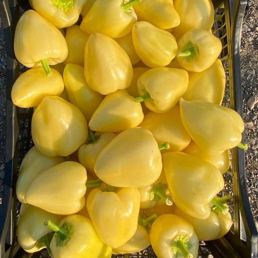 SPECA SOMBORKA, GAJBE 5 KG.