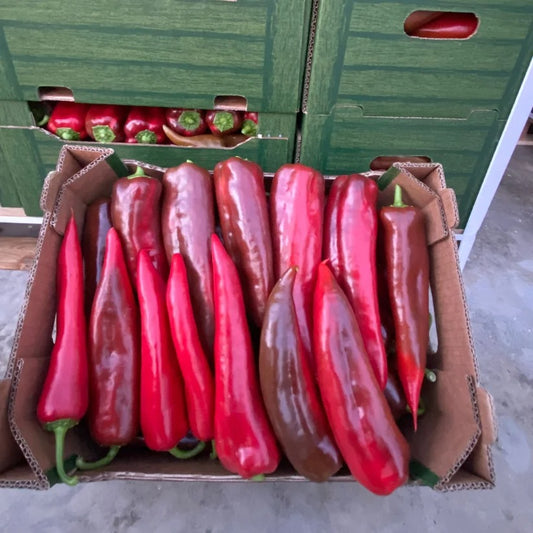 SPECA TË KUQ, GAJBE 5 KG.